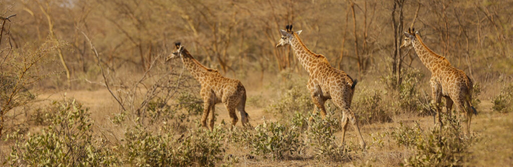 giraffes-bandia-park